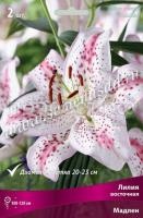 Лилия Восточная Мадлен (14-16) 2 шт 736121 Лилия Восточная Мадлен (14-16) 2 шт 736121