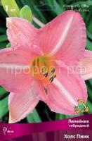 Лилейник гибридный Холс Пинк