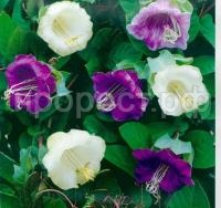 cathedral-bells-seklos