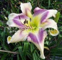 Лилейник гибридный Айд Твистер