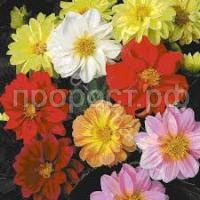 Без названия (8)