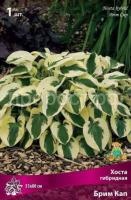 Хоста гибридная Брим Кап Хоста гибридная Брим Кап