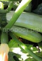 Кабачок Искандер F1 1000 шт Кабачок Искандер F1 1000 шт