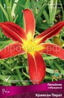 Лилейник гибридный Кримсон Пират