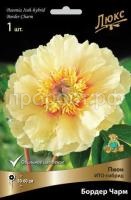 Пион ИТО-гибрид Бордер Чарм-luxbt Пион ИТО-гибрид Бордер Чарм-luxbt