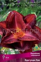 Лилейник гибридный Бургунди Лав