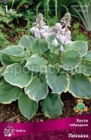 Хоста гибридная Пиззаз Хоста гибридная Пиззаз