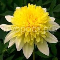 Без названия (1)