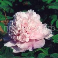 лантиан джей