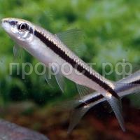 Водорослеед ассорти 4-6см Водорослеед ассорти 4-6см