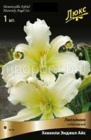 Лилейник гибридный Хевенли Энджел Айс