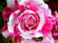 Без названия (1)