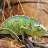 Йеменский хамелеон (Chamaeleo calyptratus)  Йеменский хамелеон (Chamaeleo calyptratus)