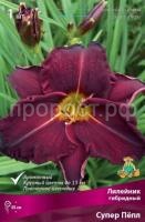 Лилейник гибридный Супер Пепл