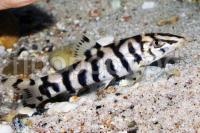 vvedenie-botsija-mramornaja-e1511012999224