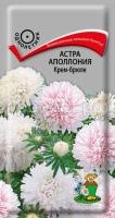 Астра Аполлония Крем-брюле Астра Аполлония Крем-брюле