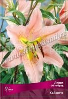 Лилия ОТ-Гибрид Сабанета (14-16) 2 шт 340830