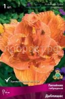 Лилейник гибридный Даблишес