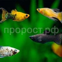 Моллинезия в ассортименте Моллинезия в ассортименте