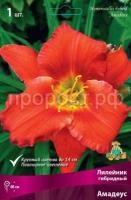 Лилейник гибридный Амадеус Лилейник гибридный Амадеус
