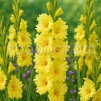 Без названия (1)