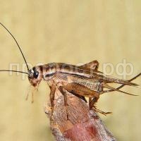 Насекомое Сверчок домовой мелкий (до 1см) Насекомое Сверчок домовой мелкий (до 1см)