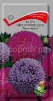 Астра Валентинов день Смесь окрасок Астра Валентинов день Смесь окрасок