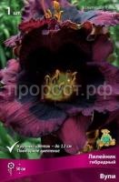 Лилейник гибридный Вупи