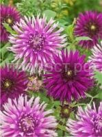 Без названия (1) Без названия (1)