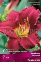 Лилейник гибридный Пардон Ми