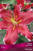 Лилия восточная Сикс Сенс Лилия восточная Сикс Сенс
