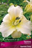 Лилейник гибридный Арктик Сноу_бордо Лилейник гибридный Арктик Сноу_бордо