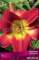 Лилейник гибридный Кристмас Из