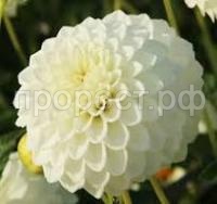 Без названия Без названия