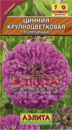 Цинния Крупноцветковая пурпурная