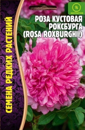 Роза кустовая Роксбурга 10шт 