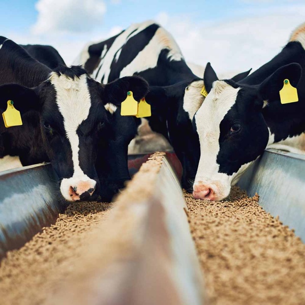 Бентонит кормовой ДОБРОЖИЛ 1 кг