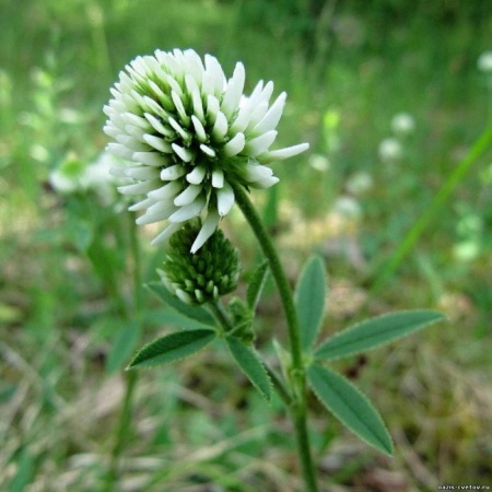 Семена клевера ползучего белого 0,25 кг Семена клевера ползучего белого 0,25 кг