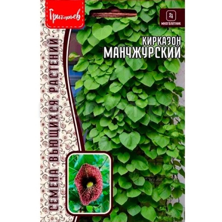 Редкие растения Кирказон манчжурский 20шт  Редкие растения Кирказон манчжурский 20шт