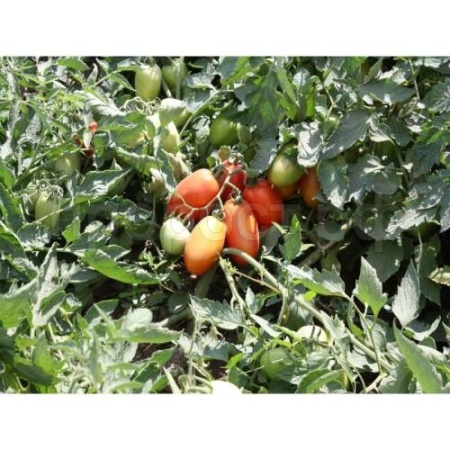 Томат Инкас F1 1000шт