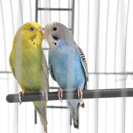 Клетка д/птиц ЛОРА-2 ECO 58*40*88см (укомплект) 2 секции серая/4611/Дарэлл Клетка д/птиц ЛОРА-2 ECO 58*40*88см (укомплект) 2 секции серая/4611/Дарэлл