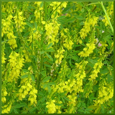 Семена донника желтого 0,5 кг Семена донника желтого 0,5 кг