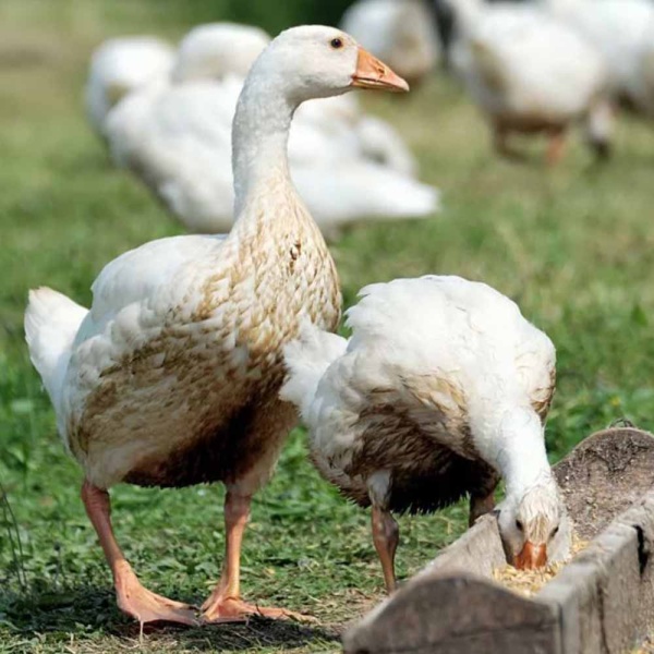 Сера кормовая ДОБРОЖИЛ 0,5кг