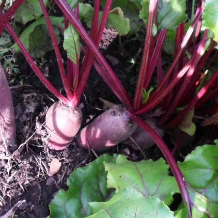 Свекла Цилиндра 2г