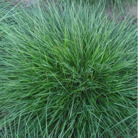 Семена газонной травы Полевица побегоносная 0,2 кг. Семена газонной травы Полевица побегоносная 0,2 кг.